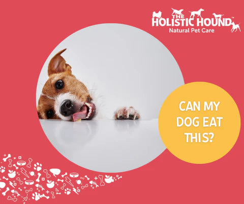 Can My Dog Eat This? - Ice Cream